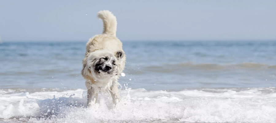 Essential Tips for Keeping Your Dog Comfortable in Hot Weather